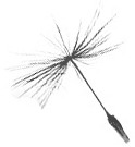 dandelion1